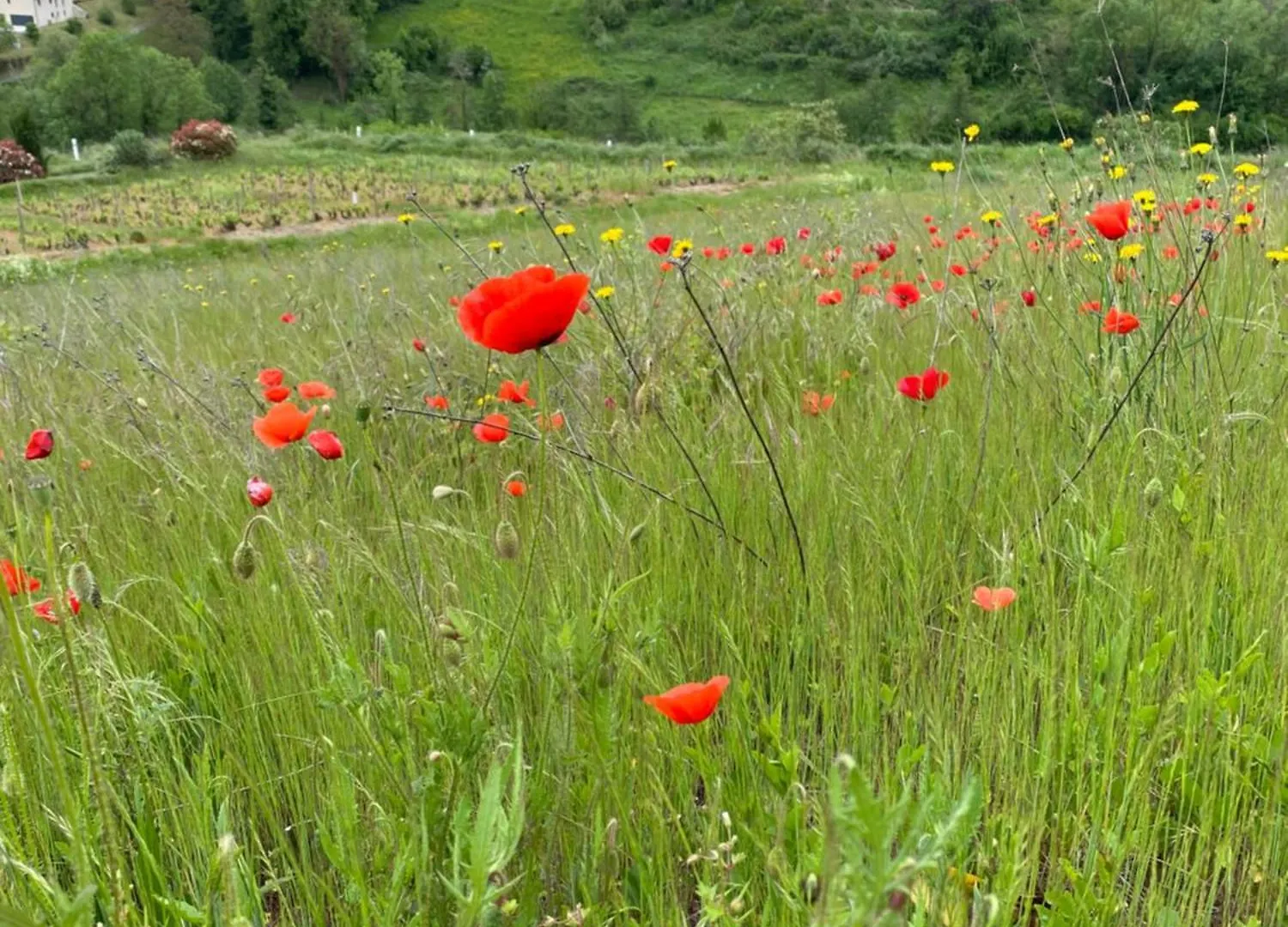 Les Agapanthes Bed & Breakfast Vaux-en-Beaujolais